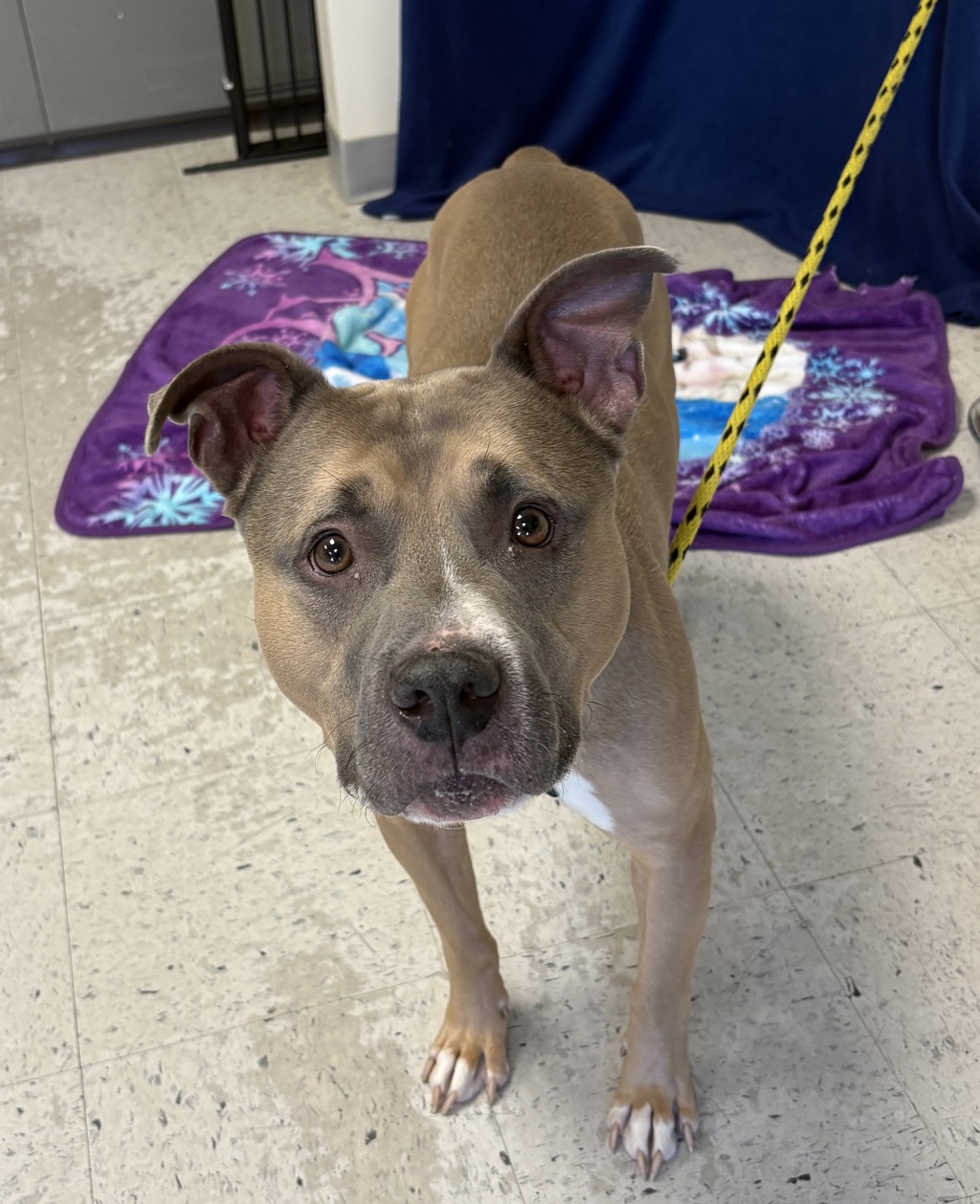 Shelter Stray Male Dog last seen Near S State Street, MURRAY CITY, UT, 84107, 511 W 3900 S, Salt Lake City, UT 84123, USA