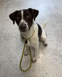 Shelter Stray Male Dog last seen Near S Pioneer Road, SALT LAKE CITY, UT, 84104, 511 W 3900 S, Salt Lake City, UT 84123, USA