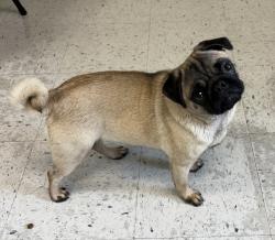 Shelter Stray Female Dog last seen Near W Dalton Avenue, SALT LAKE CITY, UT, 84104, 511 W 3900 S, Salt Lake City, UT 84123, USA