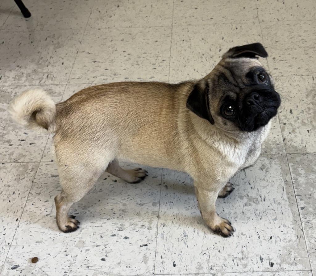 Shelter Stray Female Dog last seen Near W Dalton Avenue, SALT LAKE CITY, UT, 84104, 511 W 3900 S, Salt Lake City, UT 84123, USA