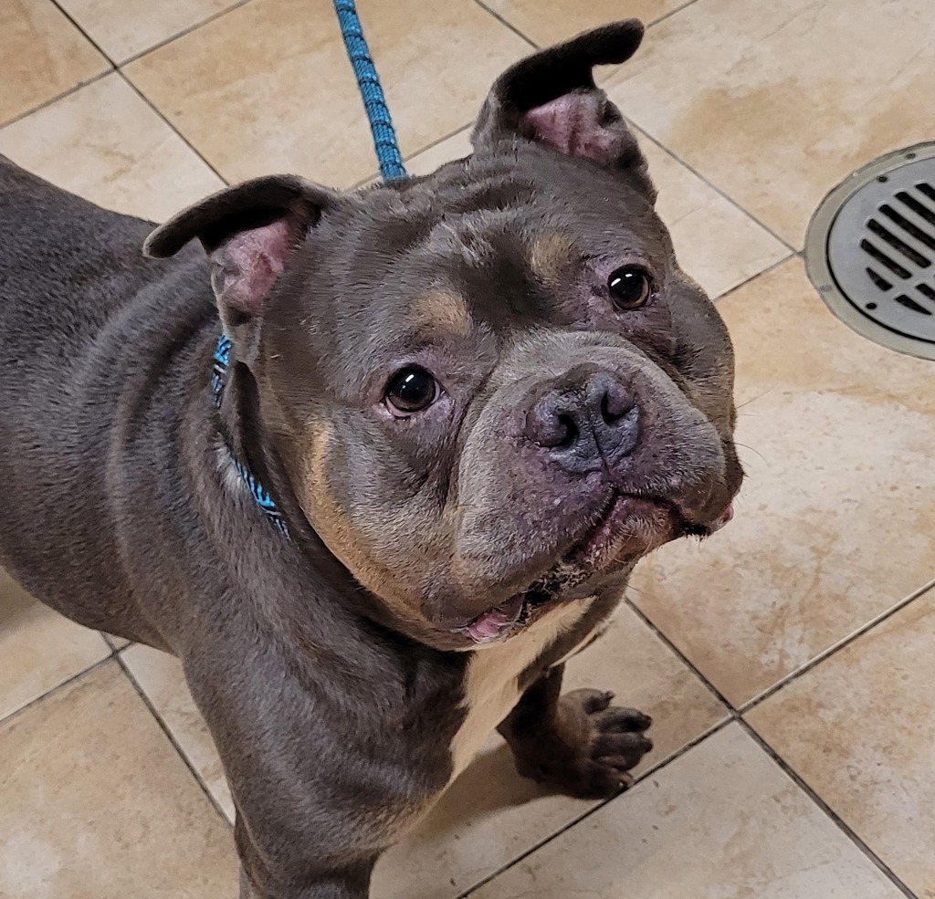 Shelter Stray Male Dog last seen NE MLK Blvd & NE Mallory Crt, PORTLAND, OR, 97214, 1700 W Historic Columbia River Hwy, Troutdale, OR 97060, USA