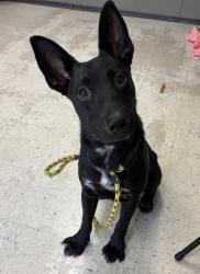 Shelter Stray Male Dog last seen Near W 5015 S, Kearns Township, UT, 84118, 511 W 3900 S, Salt Lake City, UT 84123, USA