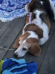Reunited Female Dog last seen Reams road, Richmond, VA 23236