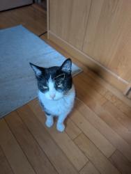 Reunited Female Cat last seen Irving -Central Ave., Chicago, IL 60634