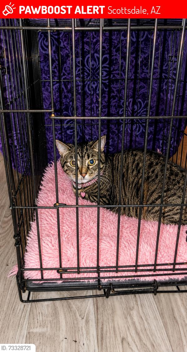 Lost Female Cat last seen 68th Street and Camelback Road, Scottsdale, AZ 85251
