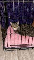 Lost Female Cat last seen 68th Street and Camelback Road, Scottsdale, AZ 85251