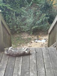 Found/Stray Unknown Cat last seen Six Forks and Millbrook Food Lion, Raleigh, NC 27609