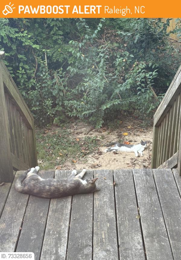 Found/Stray Unknown Cat last seen Six Forks and Millbrook Food Lion, Raleigh, NC 27609