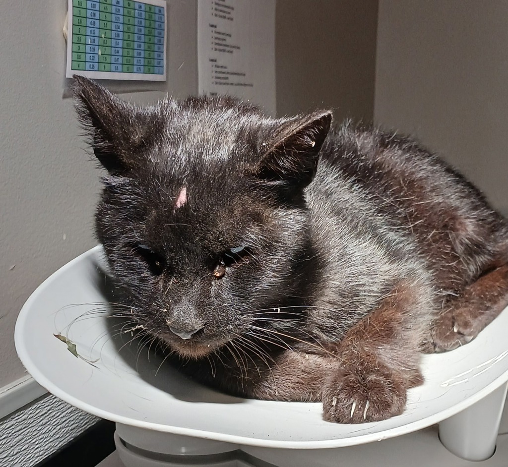 Shelter Stray Male Cat last seen Near Williams Street, SAN LEANDRO, CA, 94577, 8323 Baldwin St, Oakland, CA 94621, USA
