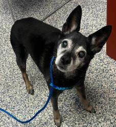Shelter Stray Female Dog last seen 69th and Stuart St, Westminster, CO, 80030, 580 McIntyre St, Golden, CO 80401, USA