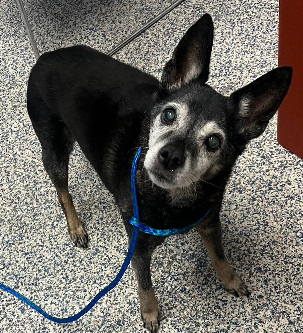 Shelter Stray Female Dog last seen 69th and Stuart St, Westminster, CO, 80030, 580 McIntyre St, Golden, CO 80401, USA