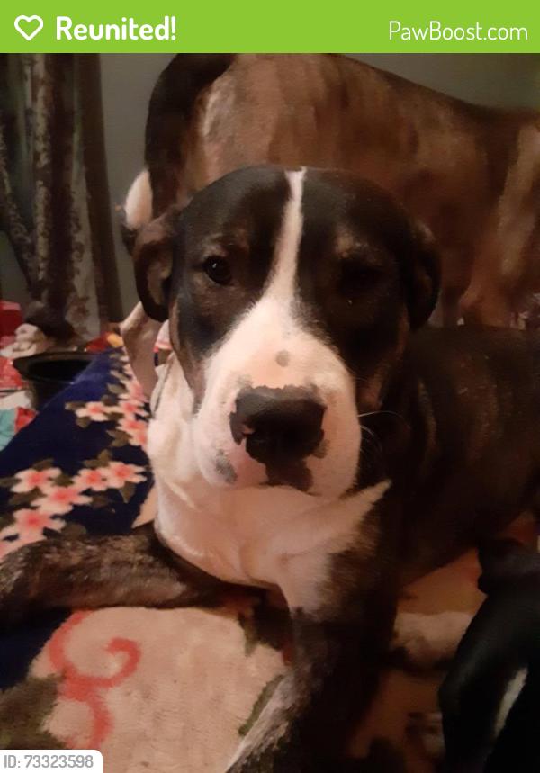 Reunited Male Dog last seen Hey 411, hey 68, Madisonville, TN 37354