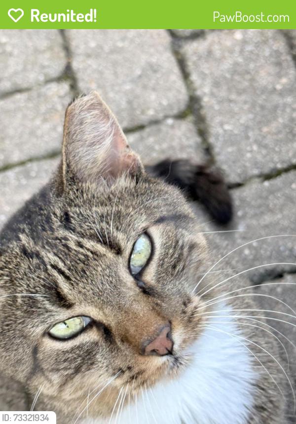 Reunited Female Cat last seen Lawn street, Norwalk, CT 06854