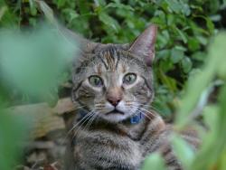 Found/Stray Unknown Cat last seen Deerfield Beach Highschool, Deerfield Beach, FL 33441