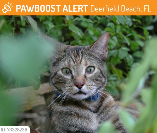 Found/Stray Unknown Cat last seen Deerfield Beach Highschool, Deerfield Beach, FL 33441