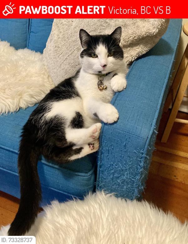 Lost Male Cat last seen Wilmer St. & Brighton Ave., Victoria, BC V8S 4B7