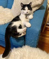 Lost Male Cat last seen Wilmer St. & Brighton Ave., Victoria, BC V8S 4B7