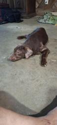 Found/Stray Male Dog last seen Hwy 79, Jefferson County, AR 71603
