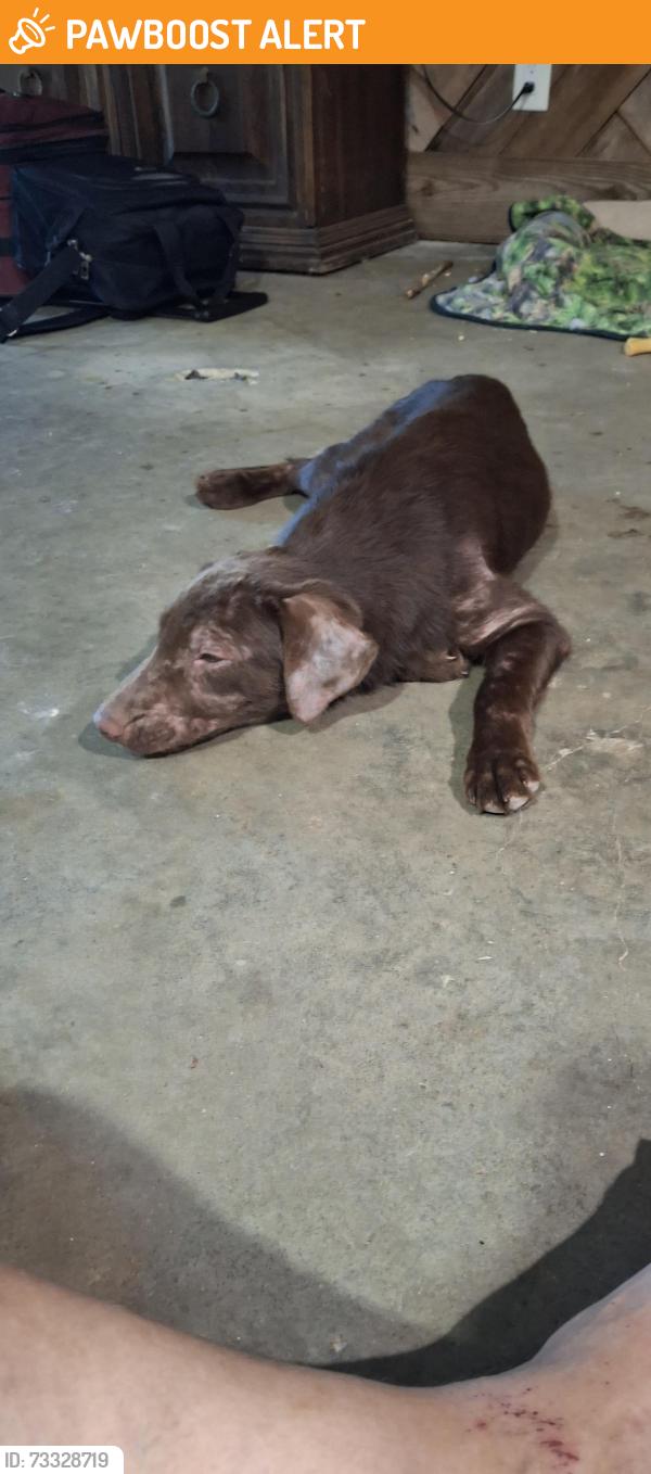 Found/Stray Male Dog last seen Hwy 79, Jefferson County, AR 71603