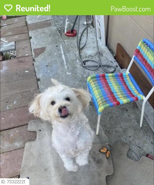 Reunited Male Dog last seen Near San Carlos dr vallejo, Vallejo, CA 94590