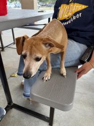 Found/Stray Male Dog last seen Settler’s Village Dr by Walker Elementary, Harris County, TX 77449