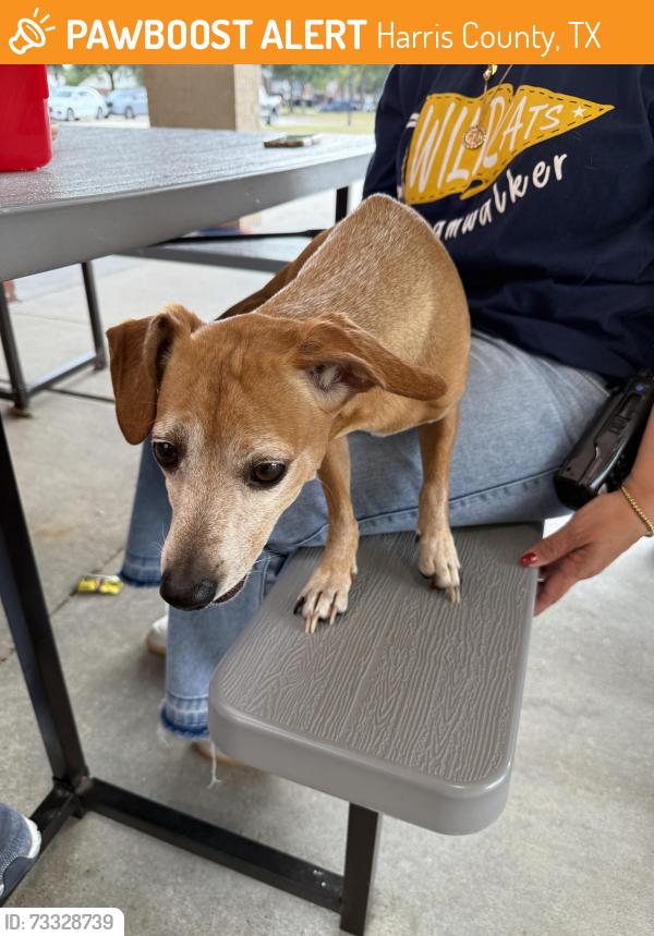 Found/Stray Male Dog last seen Settler’s Village Dr by Walker Elementary, Harris County, TX 77449