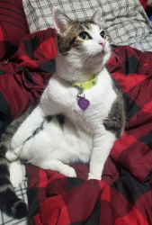 Lost Female Cat last seen Last seen heading in the direction of Brier Elementary, Brier, WA 98036