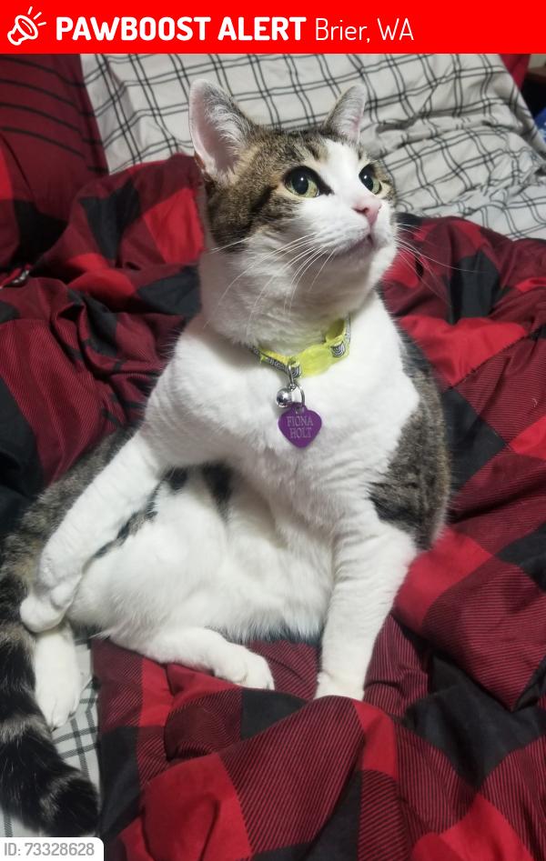 Lost Female Cat last seen Last seen heading in the direction of Brier Elementary, Brier, WA 98036