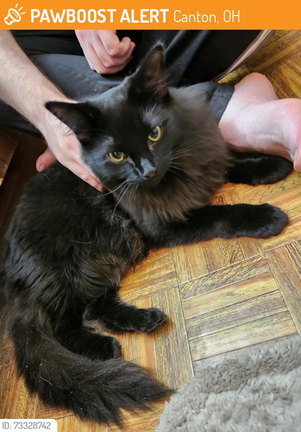 Found/Stray Unknown Cat last seen Near South Blvd NW, Canton, OH 44718