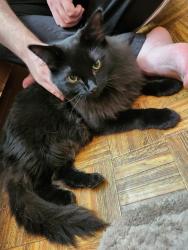 Found/Stray Unknown Cat last seen Near South Blvd NW, Canton, OH 44718