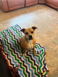 Reunited Female Dog last seen NW 111 Lane and 475, Oxford, FL 34484