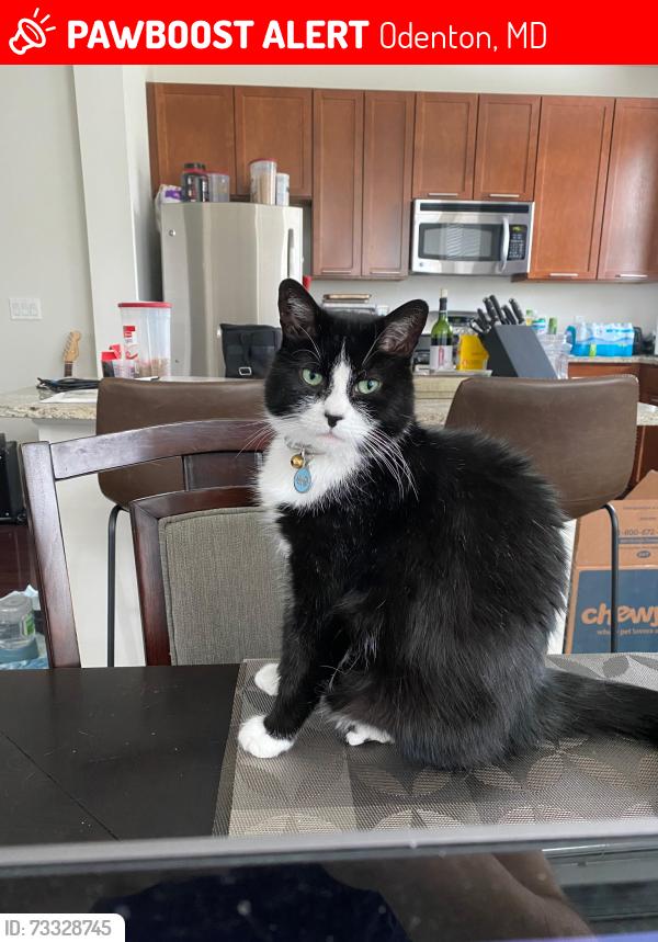 Lost Male Cat last seen Odenton Shopping Center, Odenton, MD 21113