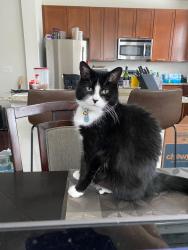 Lost Male Cat last seen Odenton Shopping Center, Odenton, MD 21113