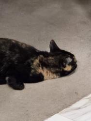 Reunited Female Cat last seen Near Hillside Dr, Hillside Lane, Beverly Hill Dr, Howe Ave., Shrewsbury, MA 01545