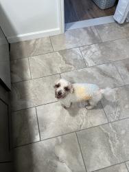 Reunited Female Dog last seen Bankway St, Lehighton, PA 18235, USA, Lehighton, PA 18235