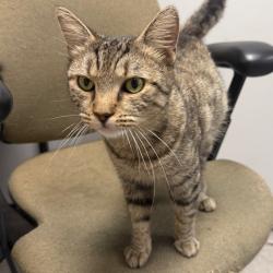 Shelter Stray Female Cat last seen , Animal Care & Control Team of Philly, 111 W Hunting Park Ave, Philadelphia, PA 19140, USA