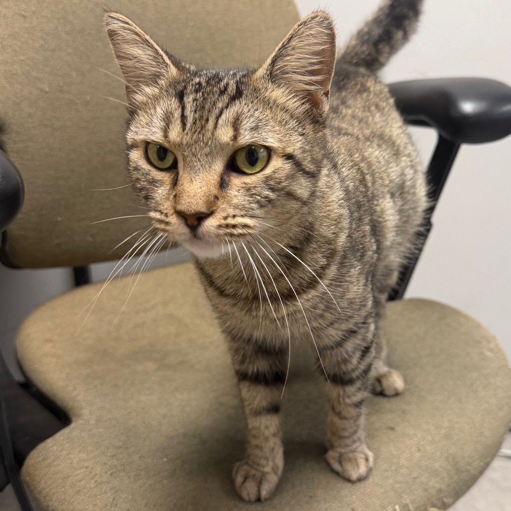 Shelter Stray Female Cat last seen , Animal Care & Control Team of Philly, 111 W Hunting Park Ave, Philadelphia, PA 19140, USA