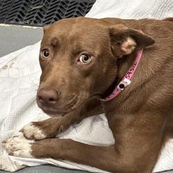 Shelter Stray Female Dog last seen , 2350 Appling City Cove, Memphis, TN 38133, USA