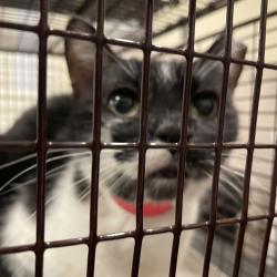 Shelter Stray Female Cat last seen , 157 W Grand Ave, Chicago, IL 60654, USA