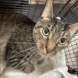 Shelter Stray Male Cat last seen , 157 W Grand Ave, Chicago, IL 60654, USA