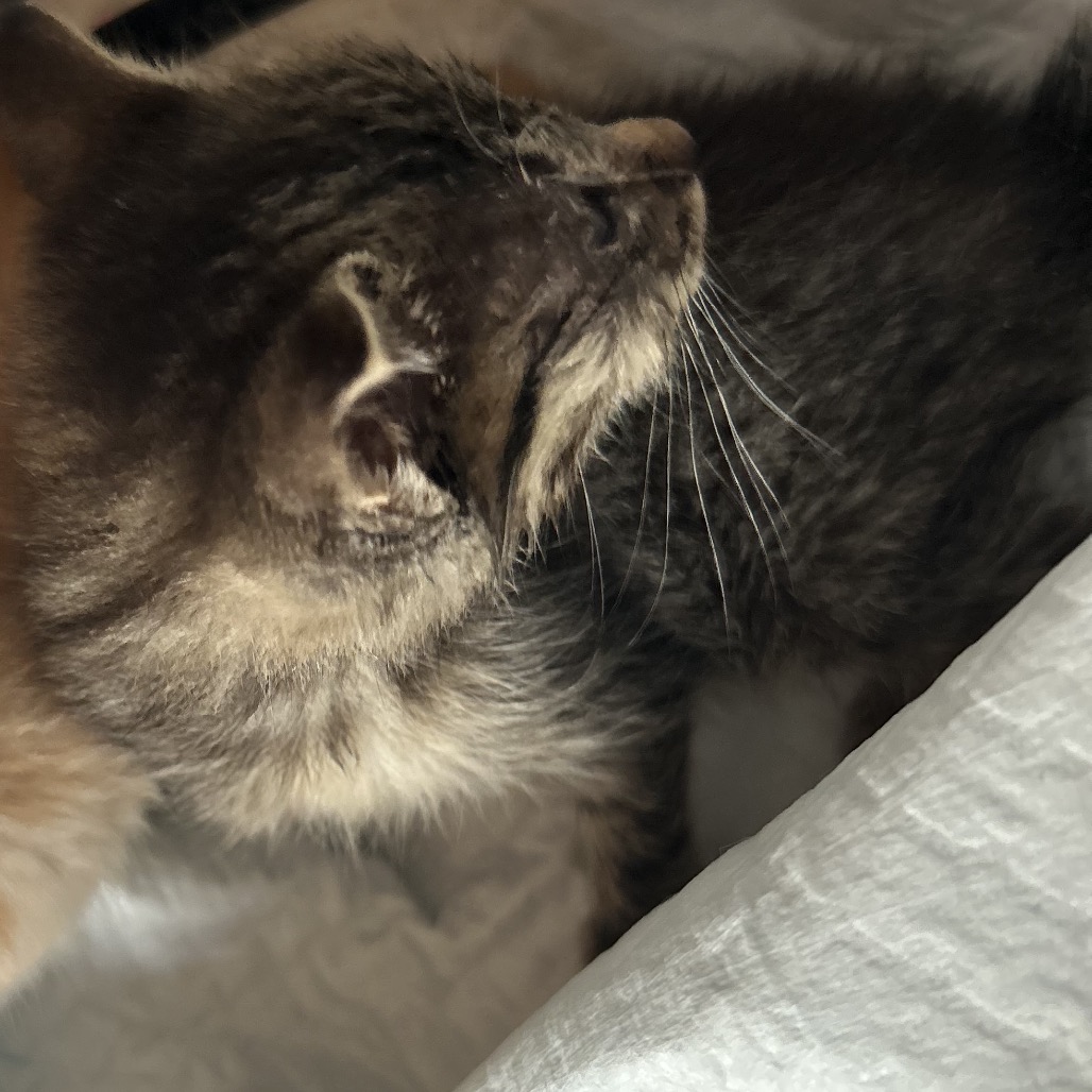 Shelter Stray Unknown Cat last seen , 980 Guilford College Rd, Greensboro, NC 27409, USA
