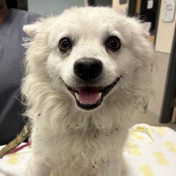 Shelter Stray Male Dog last seen , 8464 Beach Blvd, Jacksonville, FL 32216, USA
