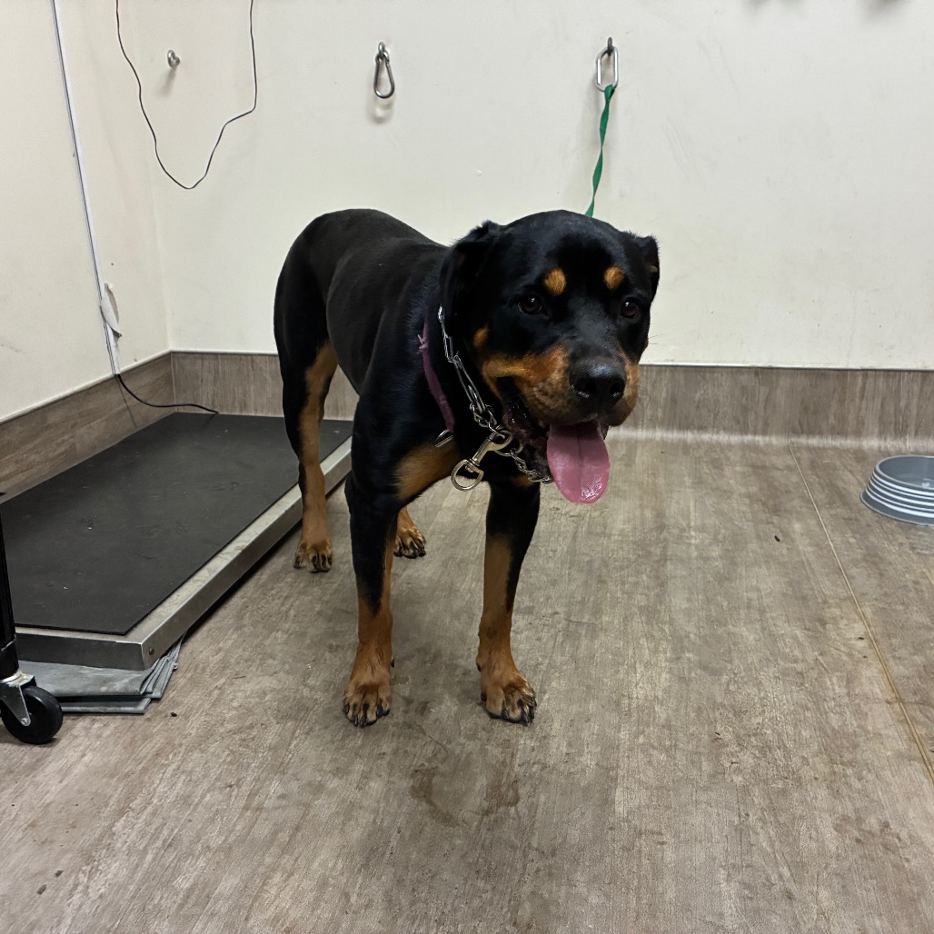 Shelter Stray Female Dog last seen , 361 S Raymond Ave, Pasadena, CA 91105, USA