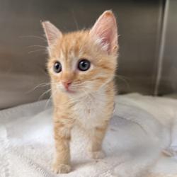 Shelter Stray Unknown Cat last seen , 4575 E Mesquite Ave, Palm Springs, CA 92264, USA