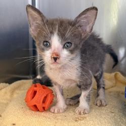 Shelter Stray Female Cat last seen , 4575 E Mesquite Ave, Palm Springs, CA 92264, USA