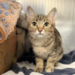 Shelter Stray Unknown Cat last seen , 4575 E Mesquite Ave, Palm Springs, CA 92264, USA