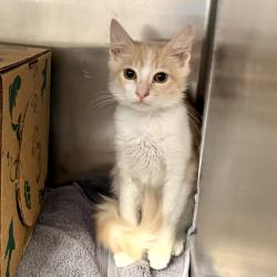 Shelter Stray Male Cat last seen , 4575 E Mesquite Ave, Palm Springs, CA 92264, USA