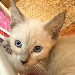 Shelter Stray Male Cat last seen , 4575 E Mesquite Ave, Palm Springs, CA 92264, USA