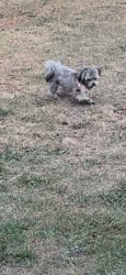 Lost Male Dog last seen Hwy 24, Cameron, NC 28326
