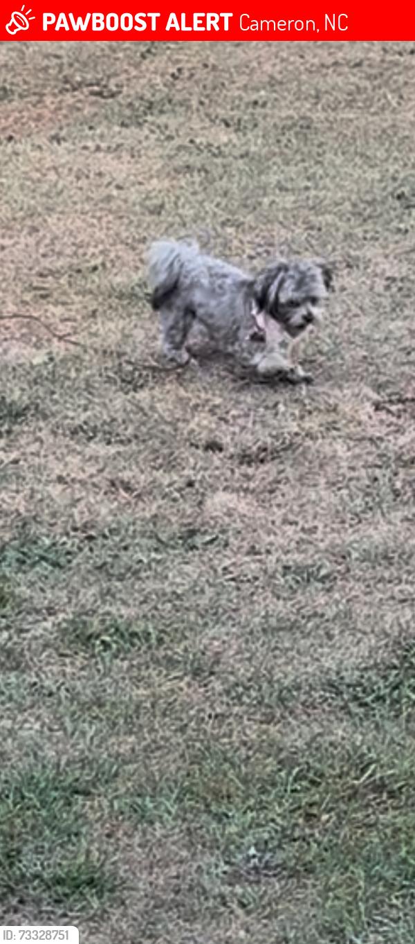 Lost Male Dog last seen Hwy 24, Cameron, NC 28326